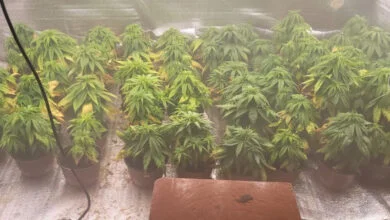 kanapes kanapiu plantacija